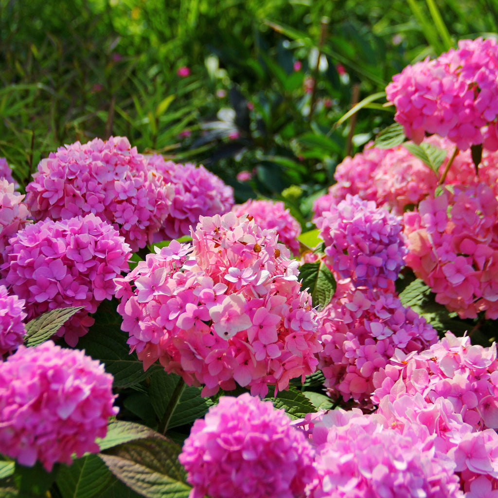 Hydrangea macrophylla | Surprise colour 1.5L (Our Choice)