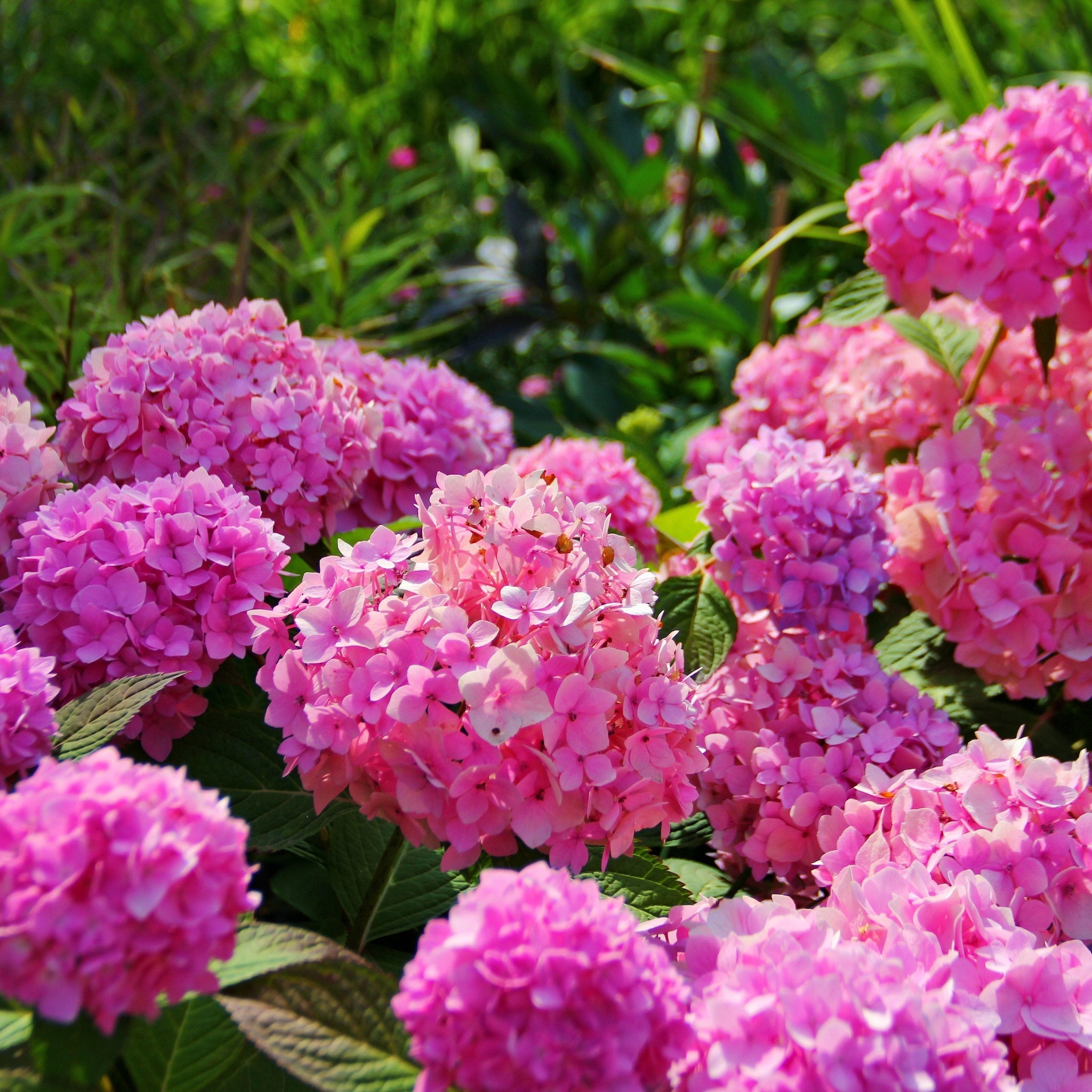 Hydrangea macrophylla | Surprise colour 1.5L (Our Choice)