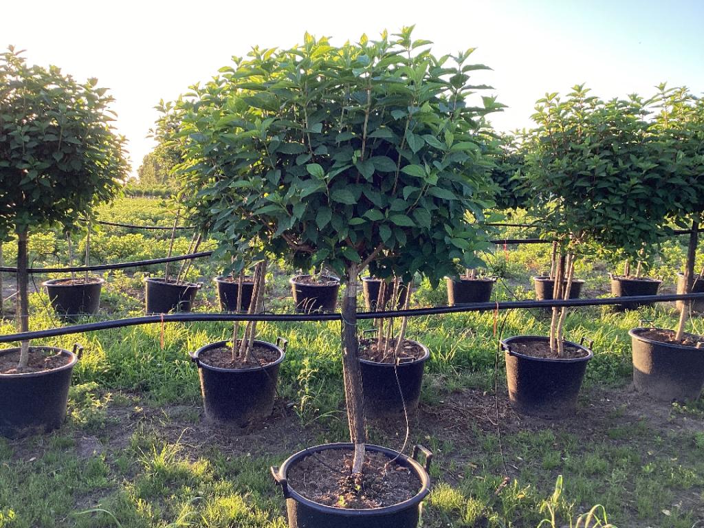 Hydrangea paniculata 'LimeLight’ Tree 65L 170-190cm