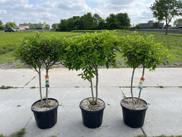 Hydrangea paniculata 'LimeLight’ Multistem Tree 12L-45L