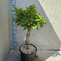 Hydrangea paniculata 'LimeLight’ Multistem Tree 12L-45L