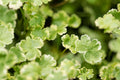 Hydrocotyle sibthorpioides variegata (Crystal confetti) - Marginal Pond Plants  - Pond Plants - Water Plants - OX011