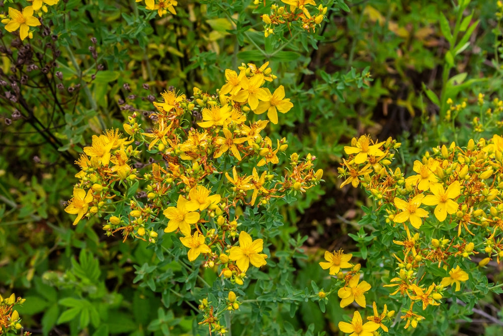 Hypericum Perforatum - MP047A Packs