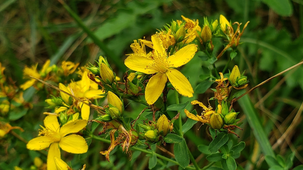 Hypericum Perforatum - MP047A Packs