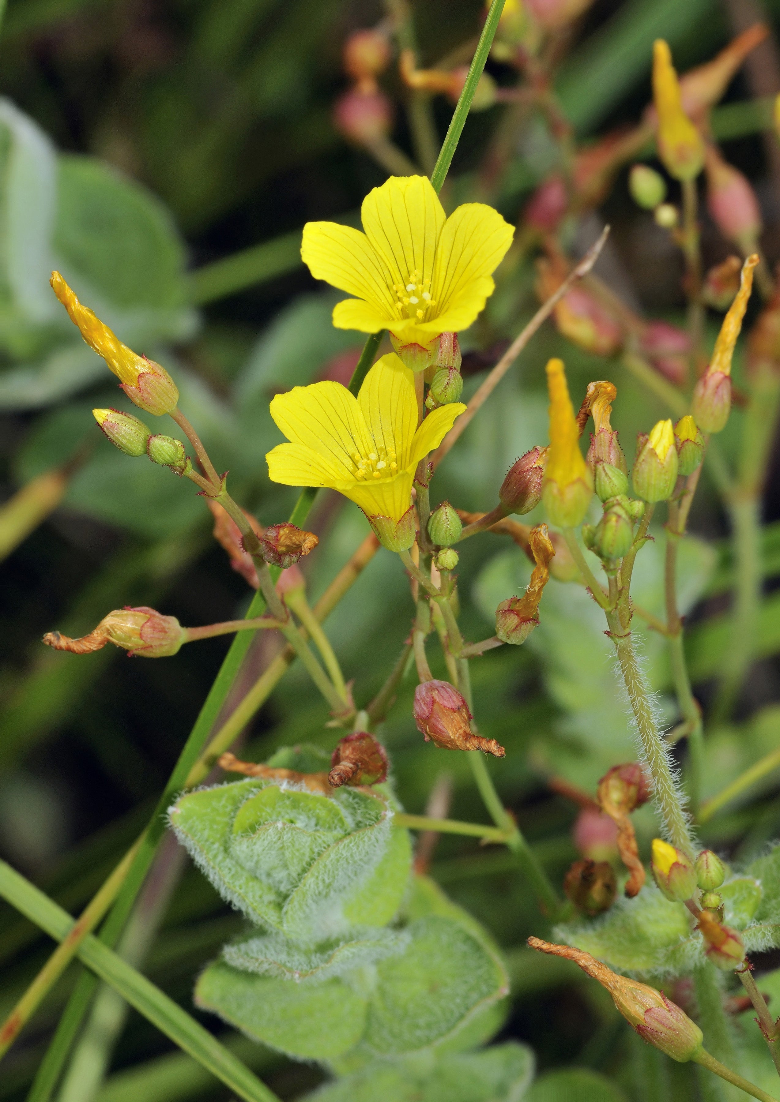 Hypericum Elodes - MP047 Packs