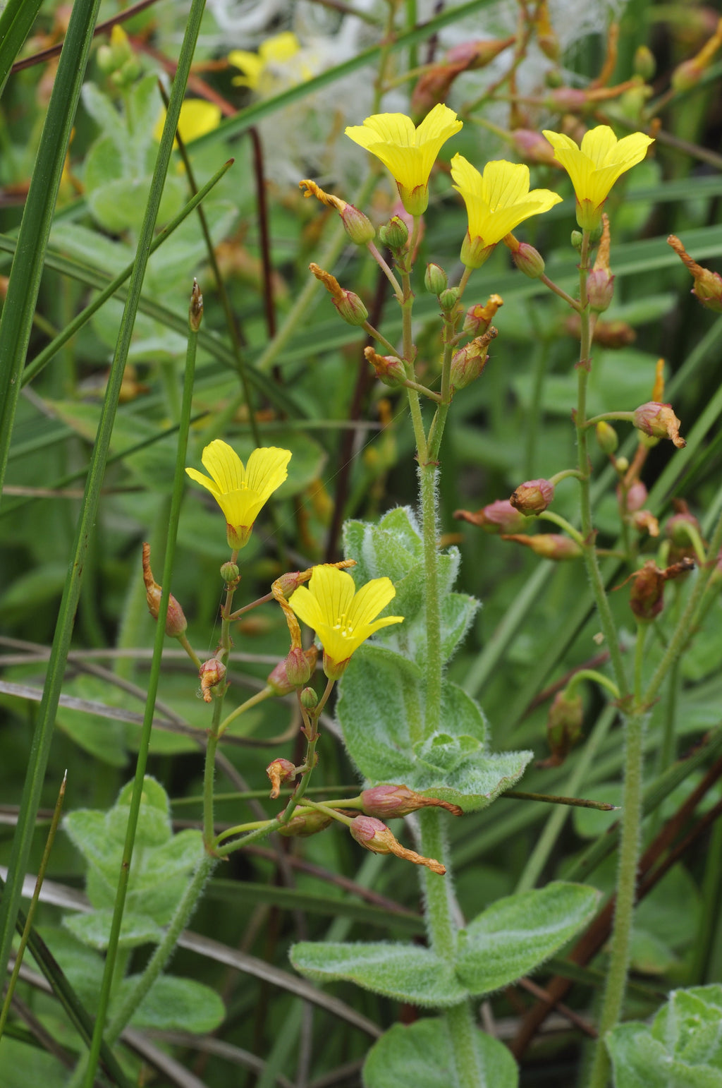 Hypericum Elodes - MP047 Packs