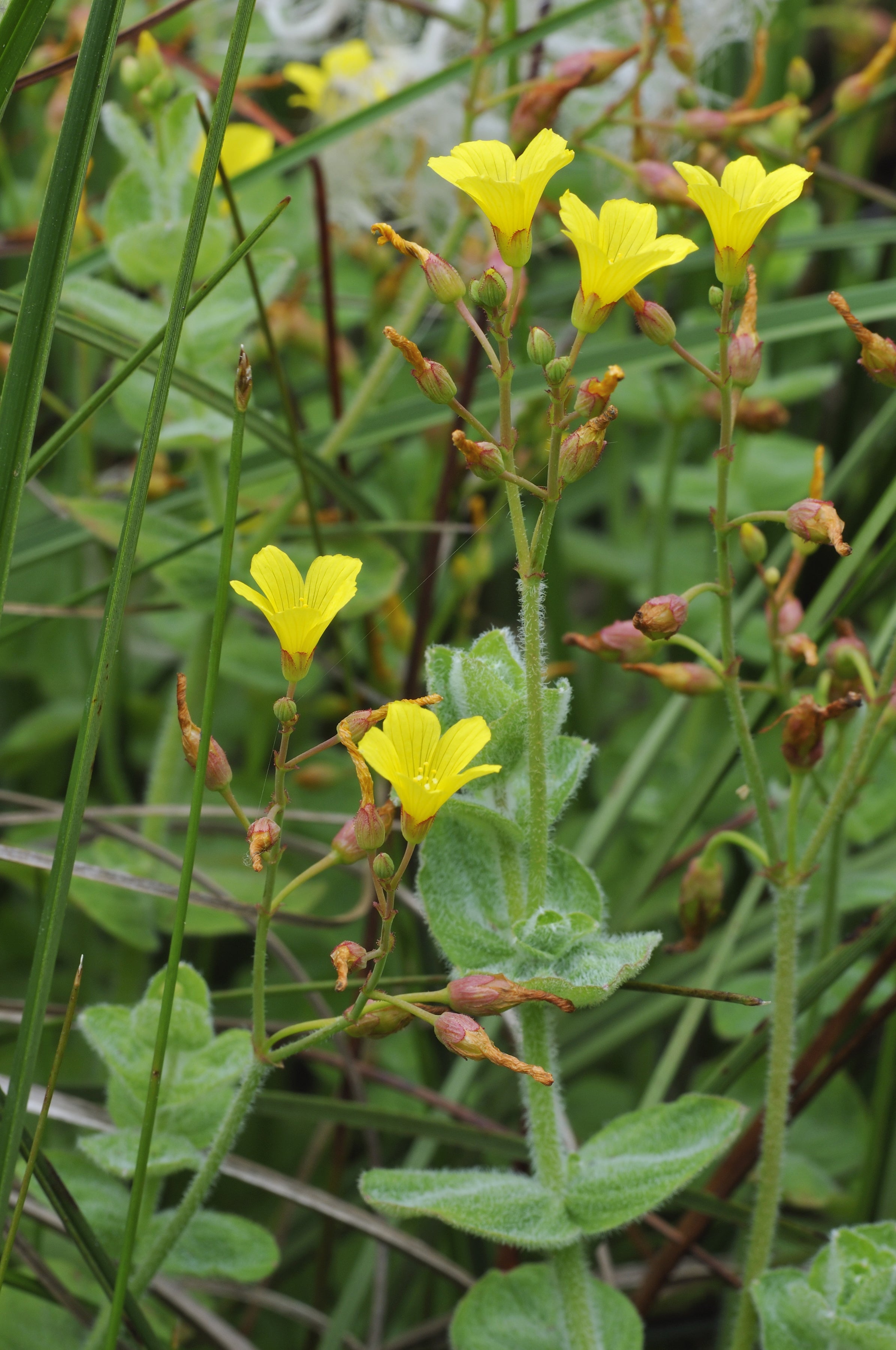 Hypericum Elodes - MP047 Packs