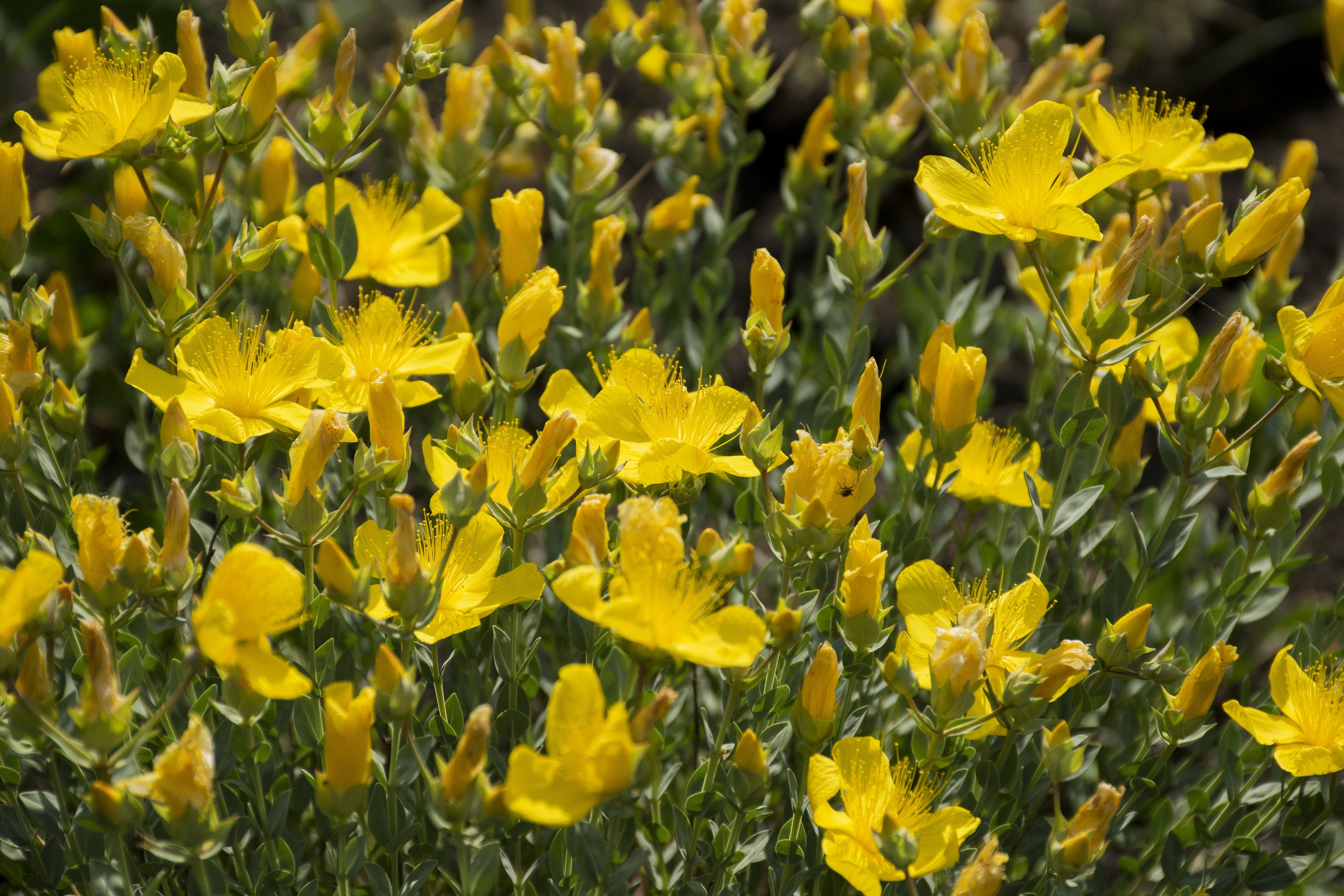 Hypericum polyphyllum 'Grandiflorum' - MP047B Packs