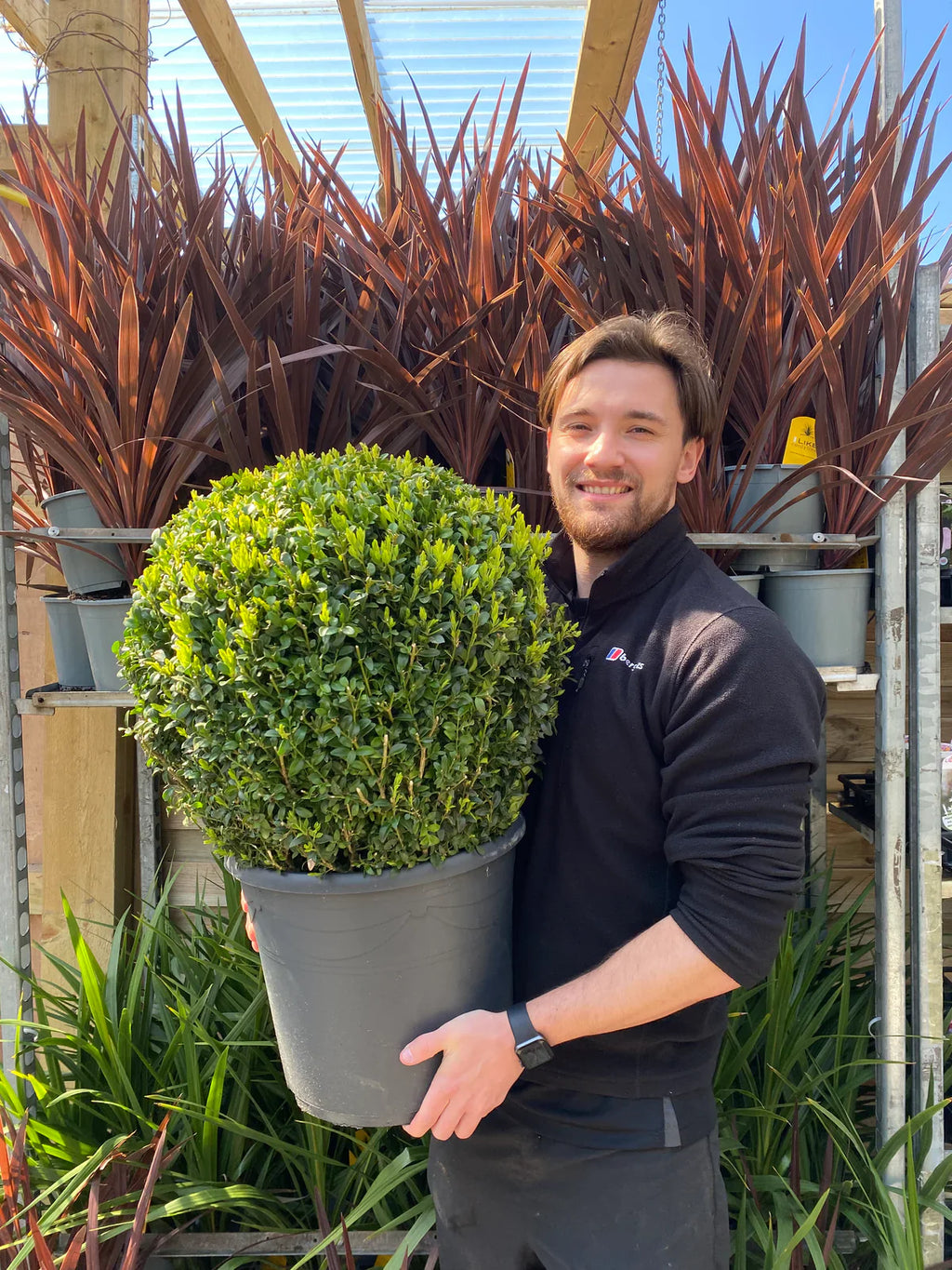 Buxus/Topiary Ball (Buxus sempervirens)