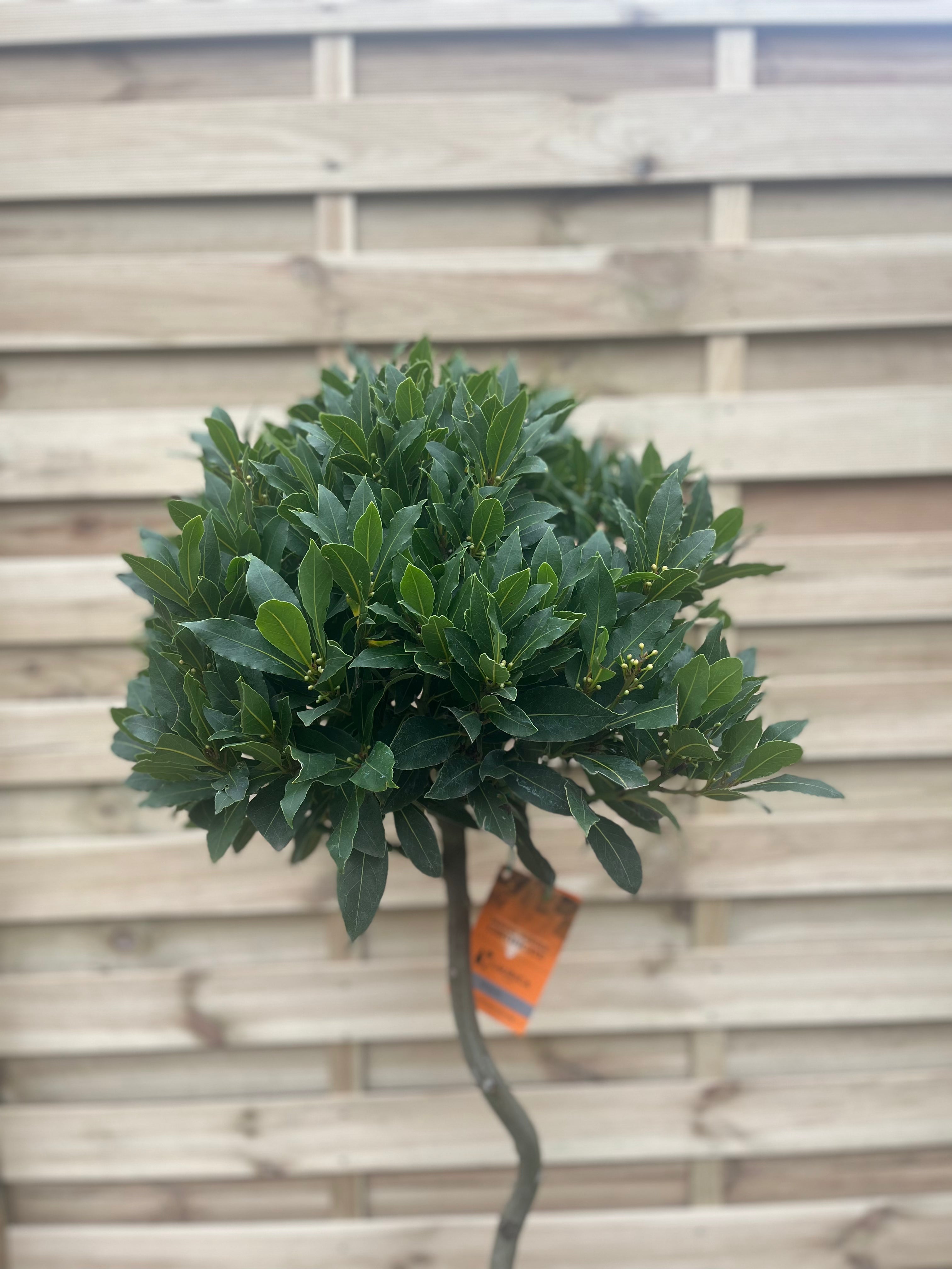 4ft / 5ft Spiral Stem Standard Bay Tree | Laurus nobilis | 110-120cm, 130-150cm
