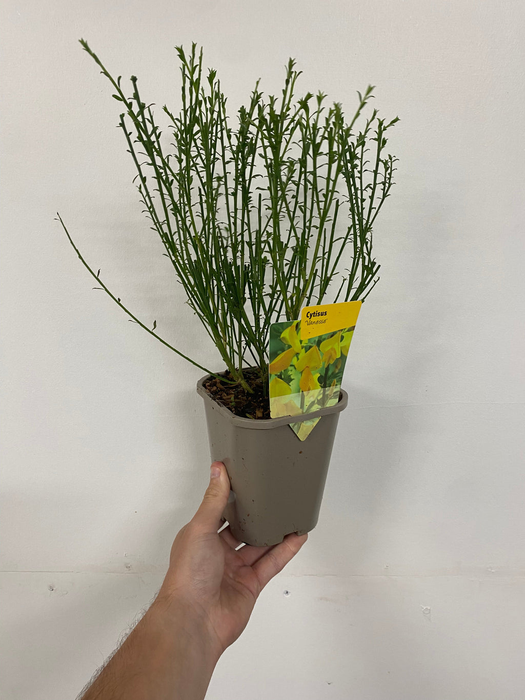 3 x Cytisus 2L