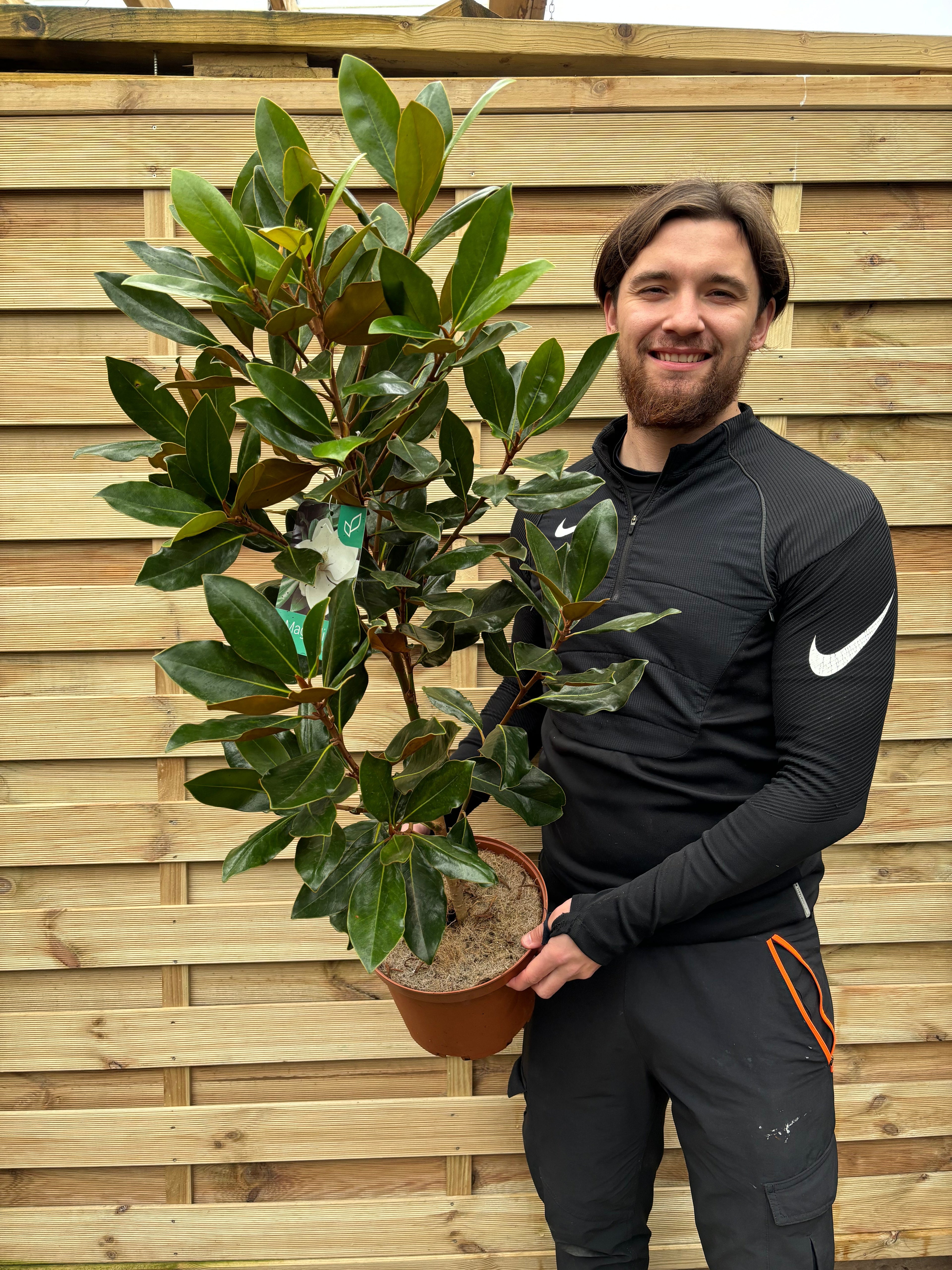 Evergreen Magnolia | Magnolia grandiflora 'Little Gem' | 50-60cm, 90-100cm
