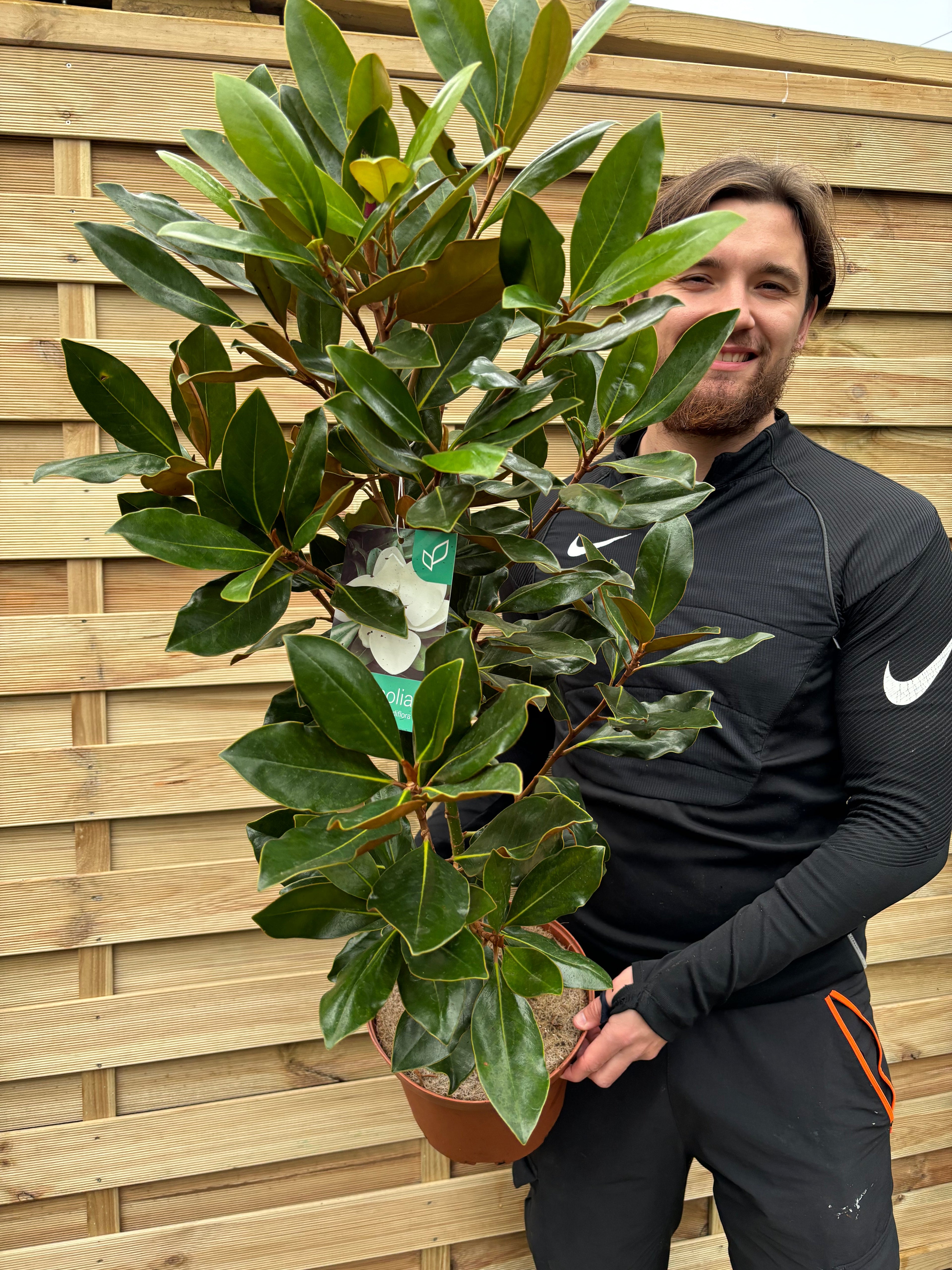 Evergreen Magnolia | Magnolia grandiflora 'Little Gem' | 50-60cm, 90-100cm