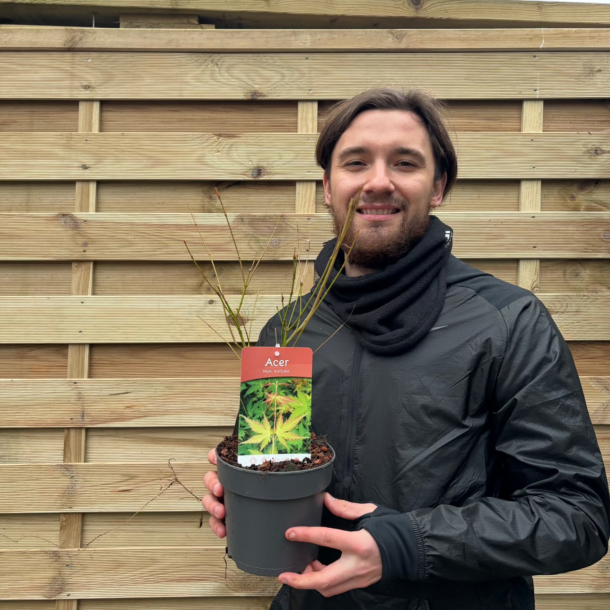 Acer palmatum 'Katsura' 2L