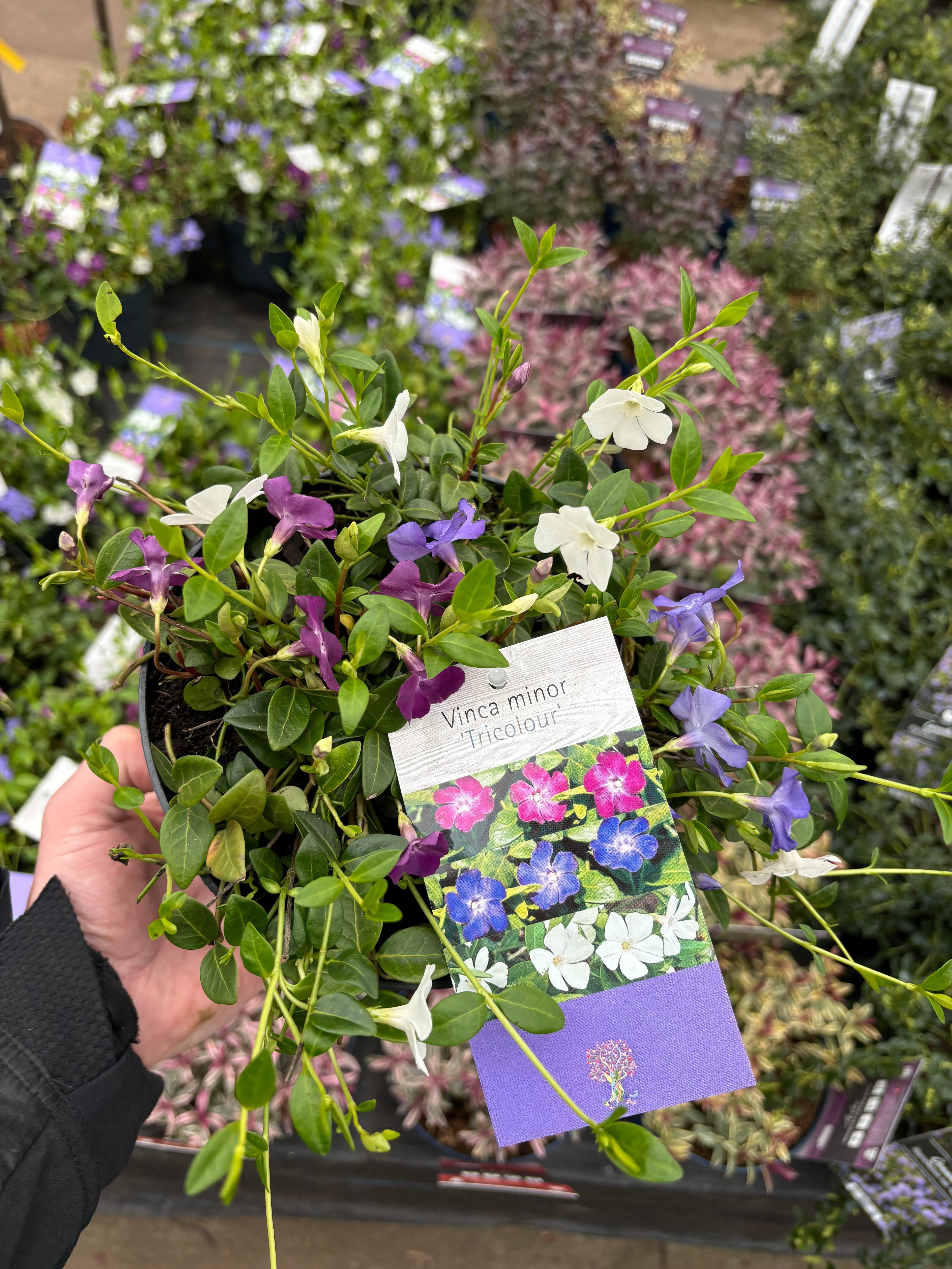 Vinca minor Tricolour | Periwinkle | 2L