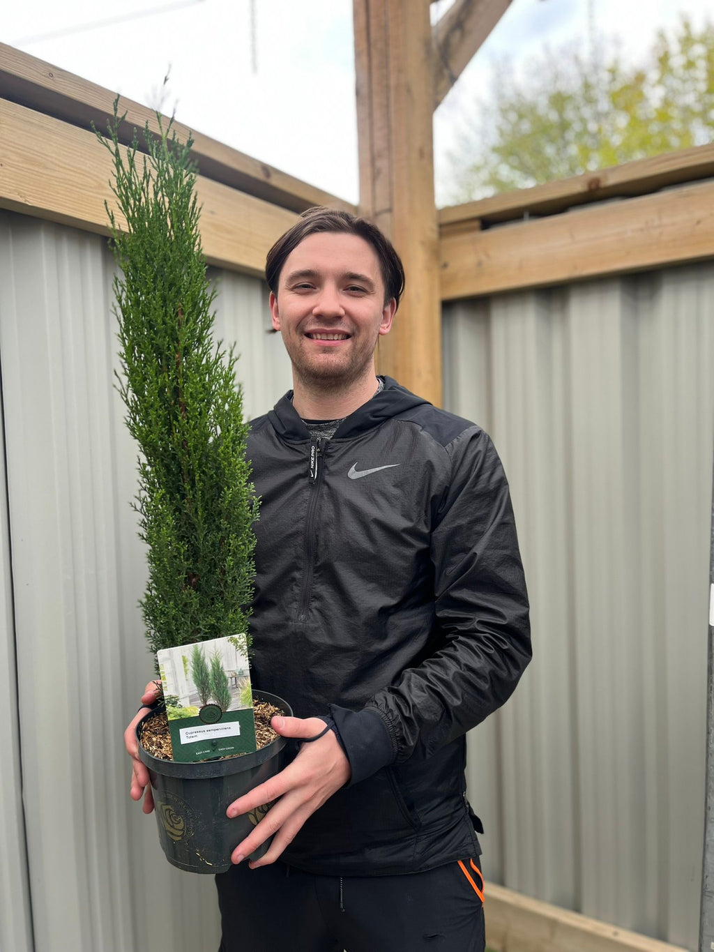 Cupressus sempervivrens Totem (Italian Cypress) 50-60cm, 140-150cm