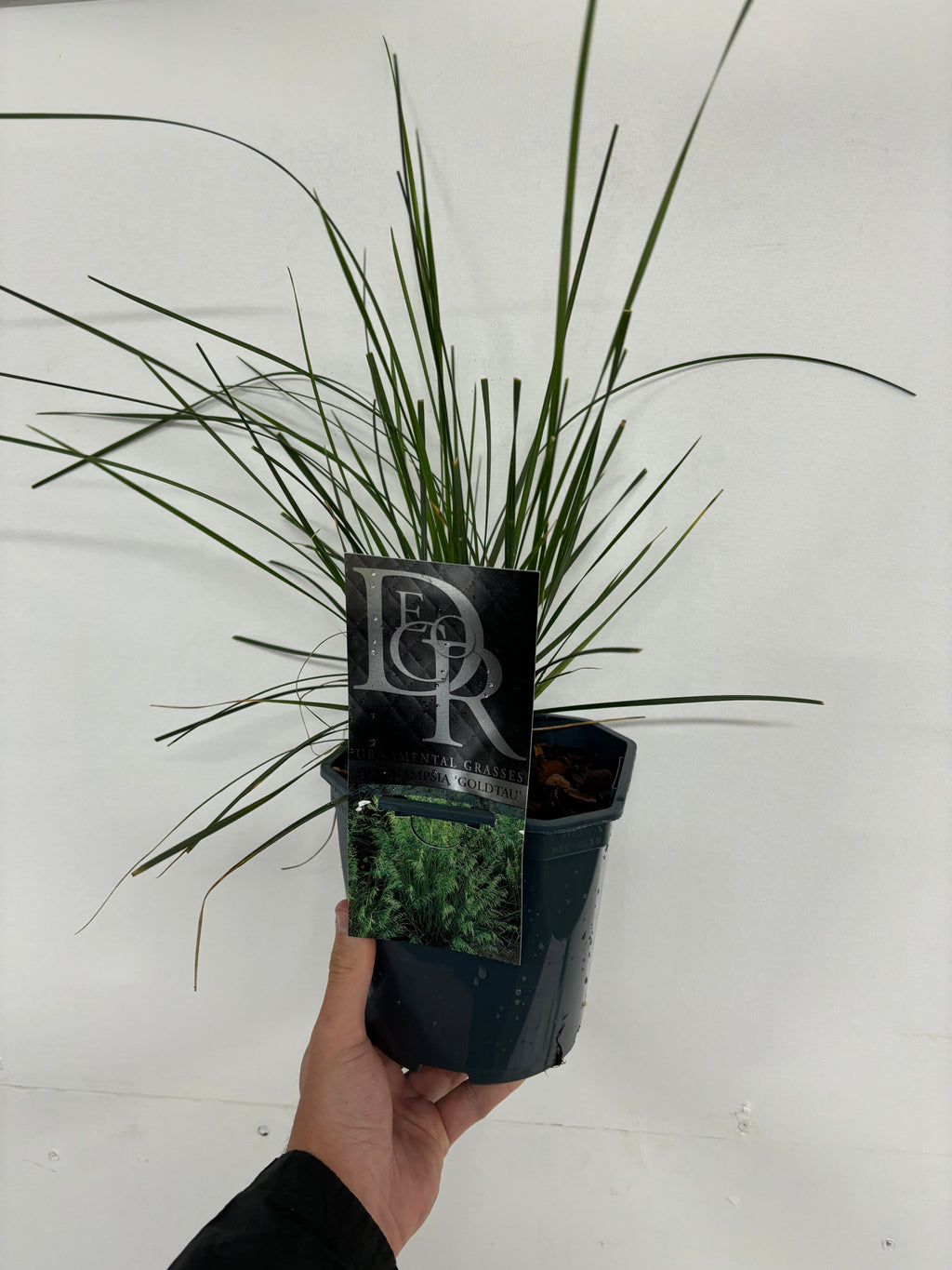 Deschampsia 'Goldtau' 2L