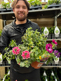 Summer Bedding Mix 3 x  13.5cm Pots