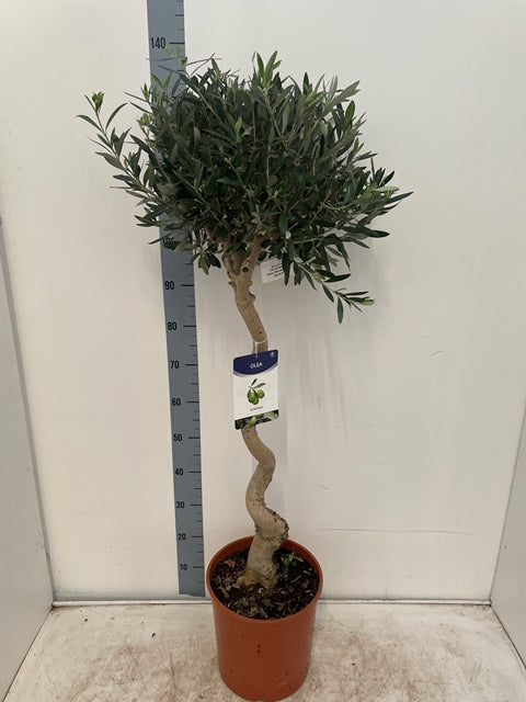 4-5ft Twisted Stem Olive Tree | Hardy Evergreen Potted Tree (Multibuy Offers Available)