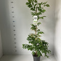 Wisteria sinensis 'Alba' 2L 100-120cm