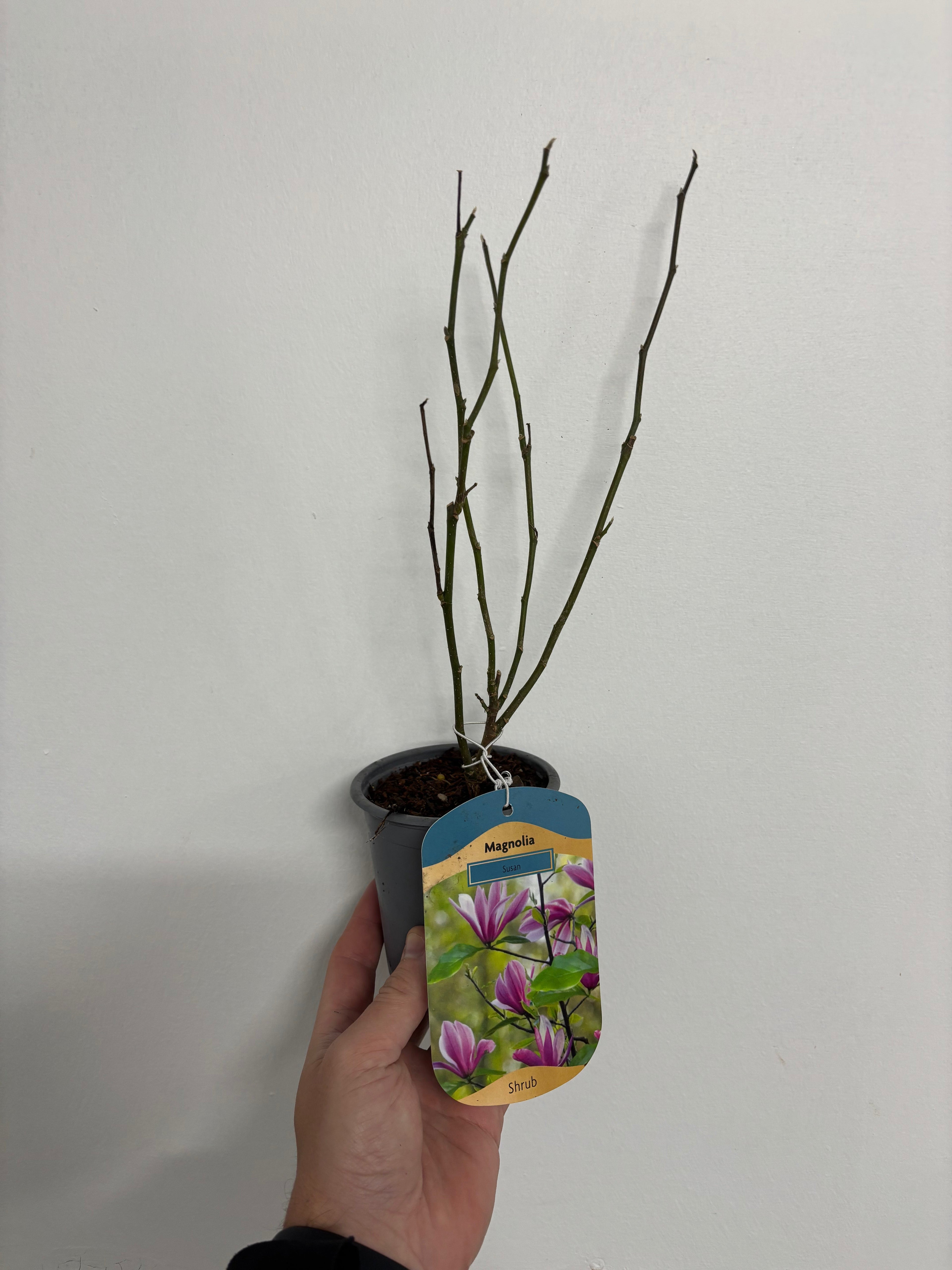Magnolia 'Susan' 9cm - 3L