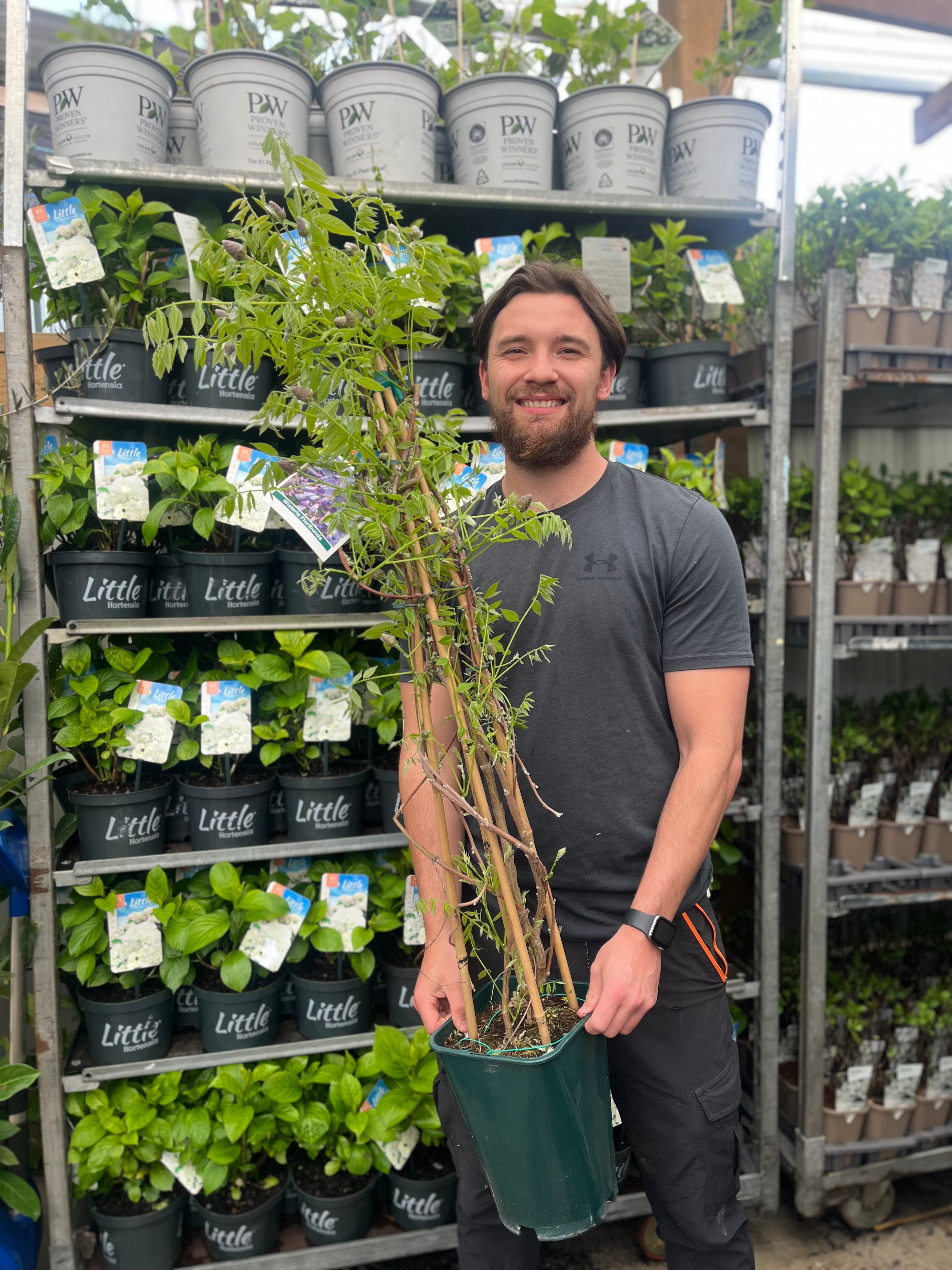 Wisteria sinensis 'Amethyst Falls' Pyramid 110cm 5L
