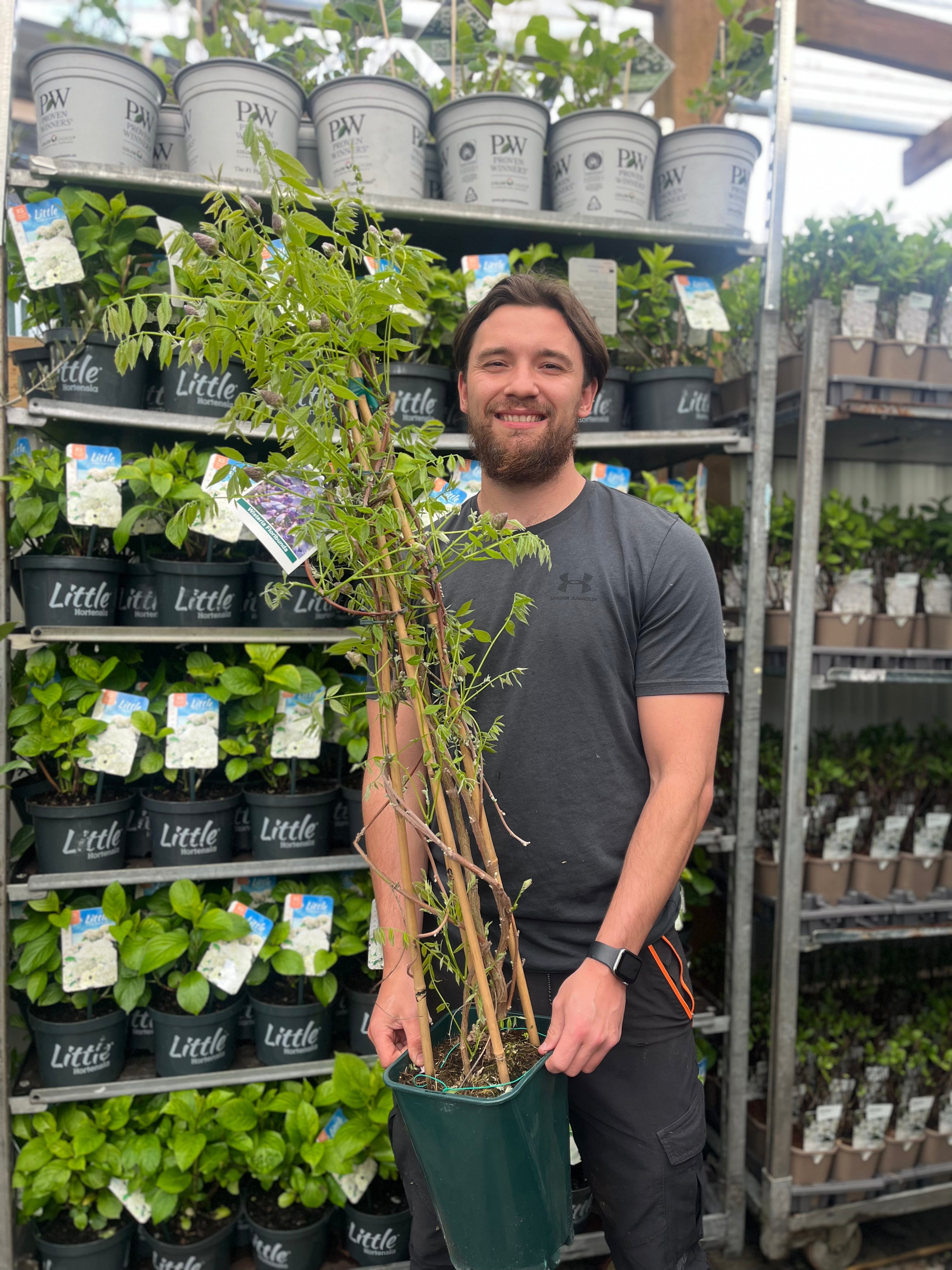 Wisteria sinensis 'Amethyst Falls' Pyramid 110cm 5L