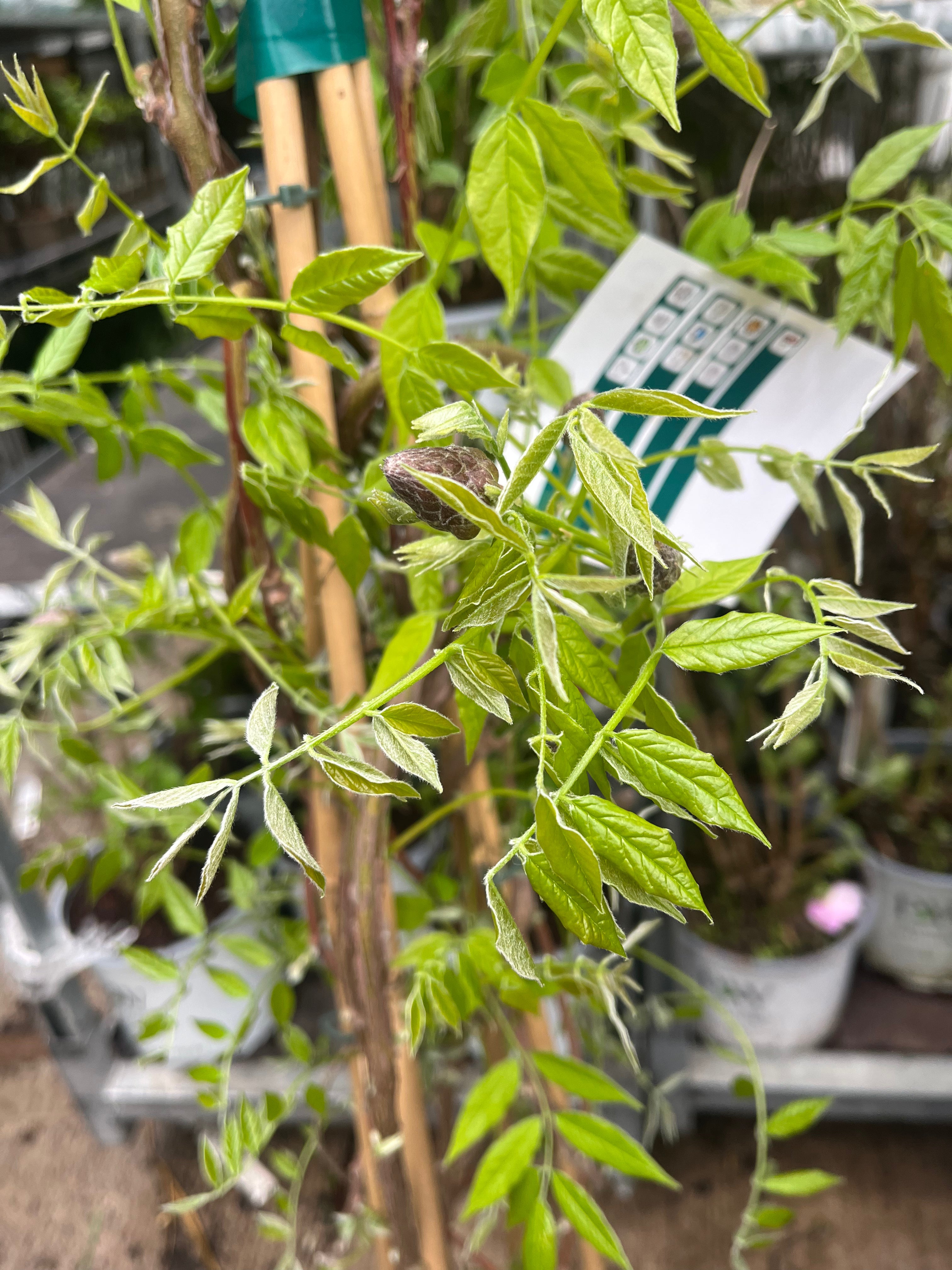 Wisteria sinensis 'Amethyst Falls' Pyramid 110cm 5L