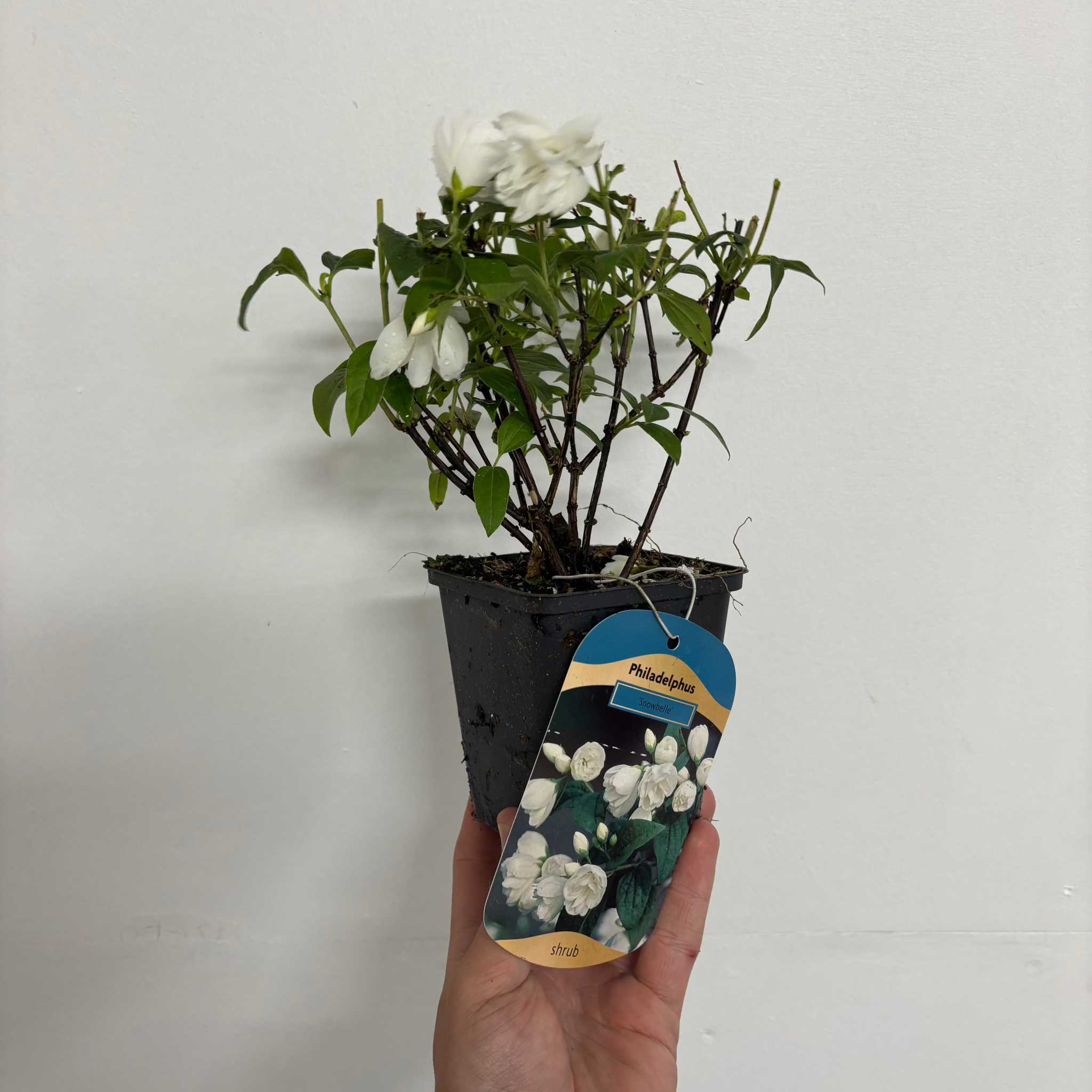 Philadelphus 'Snowbelle' 9cm / 1L / 2L /5L