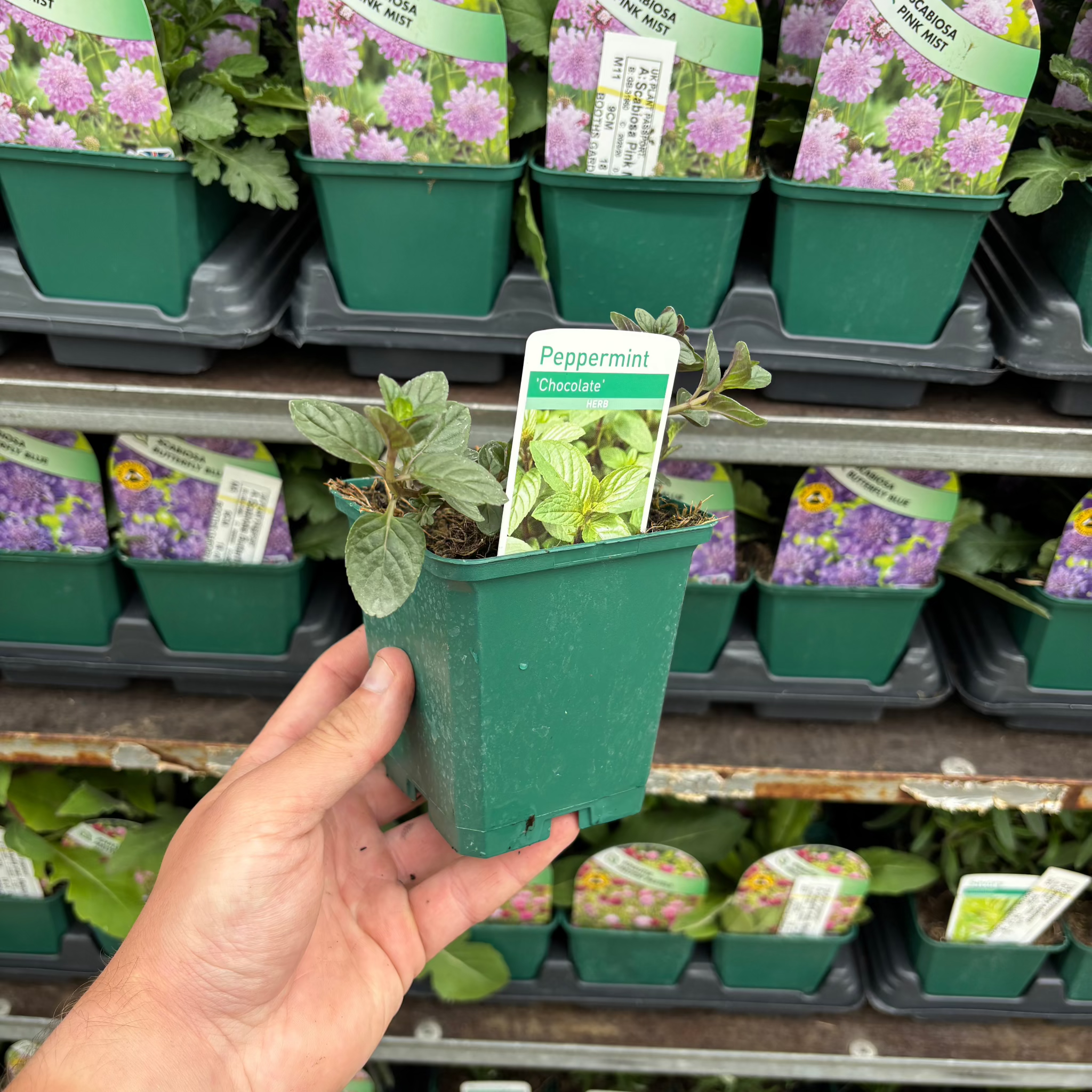 Chocolate Peppermint (Herb) 9cm