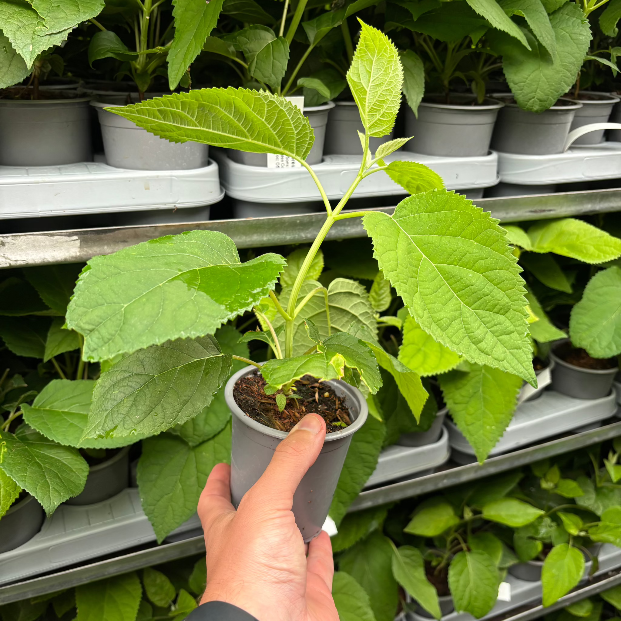 Hydrangea arborescens 'Annabelle' 9cm / 2L