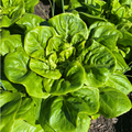Lettuce All Year Round 450 Seeds