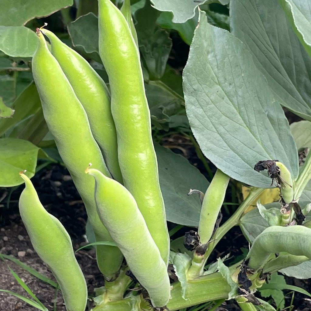 Broad Bean Aquadulce Claudia 45 Seeds