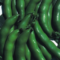 Broad Bean Sutton Dwarf 45 Seeds