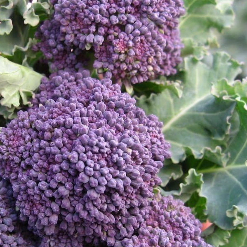 Broccoli Seeds Early Purple Sprouting 300 Fresh Seeds Winter Hardy Vegetable