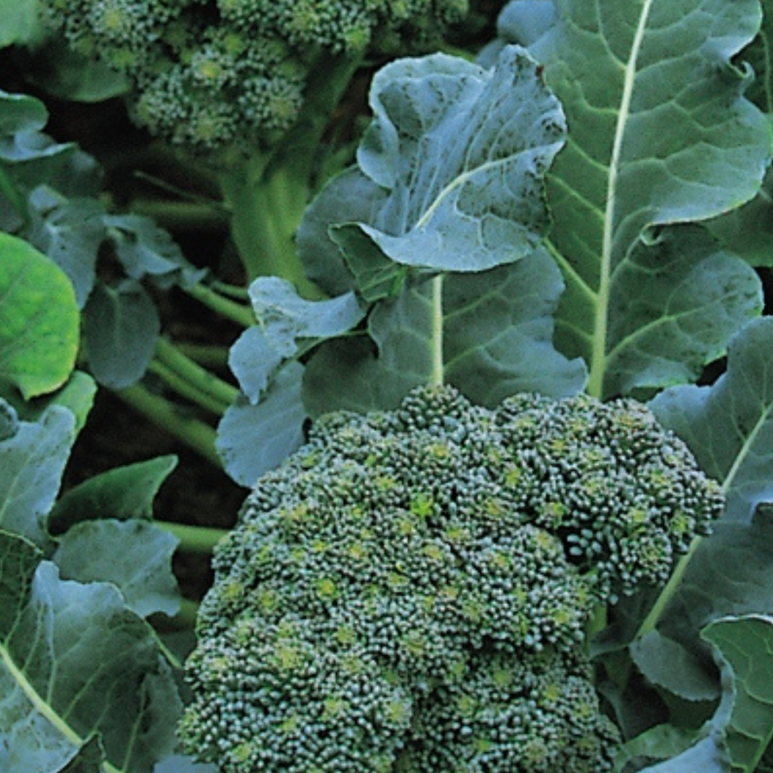 Broccoli Green Sprouting 200 Seeds