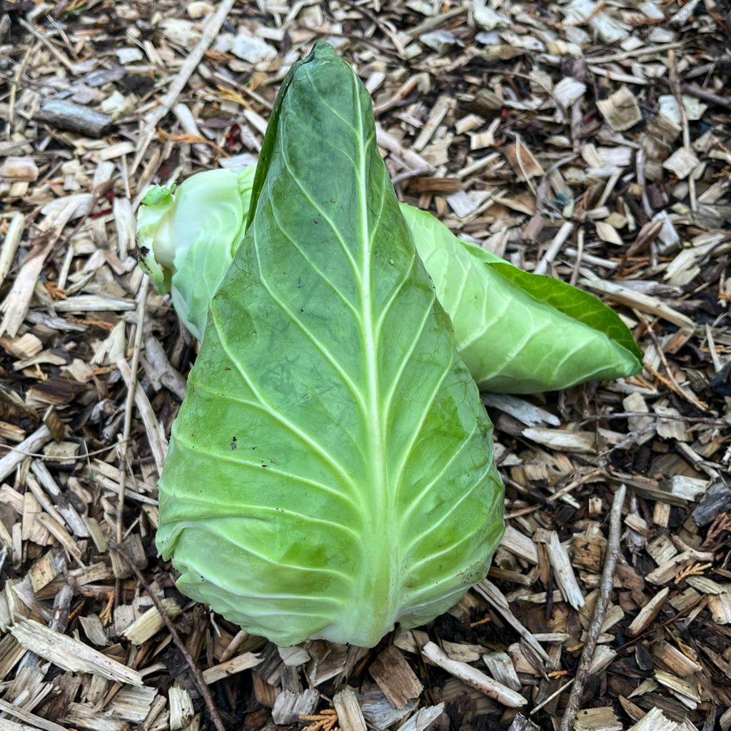 Cabbage Greyhound 500 Seeds