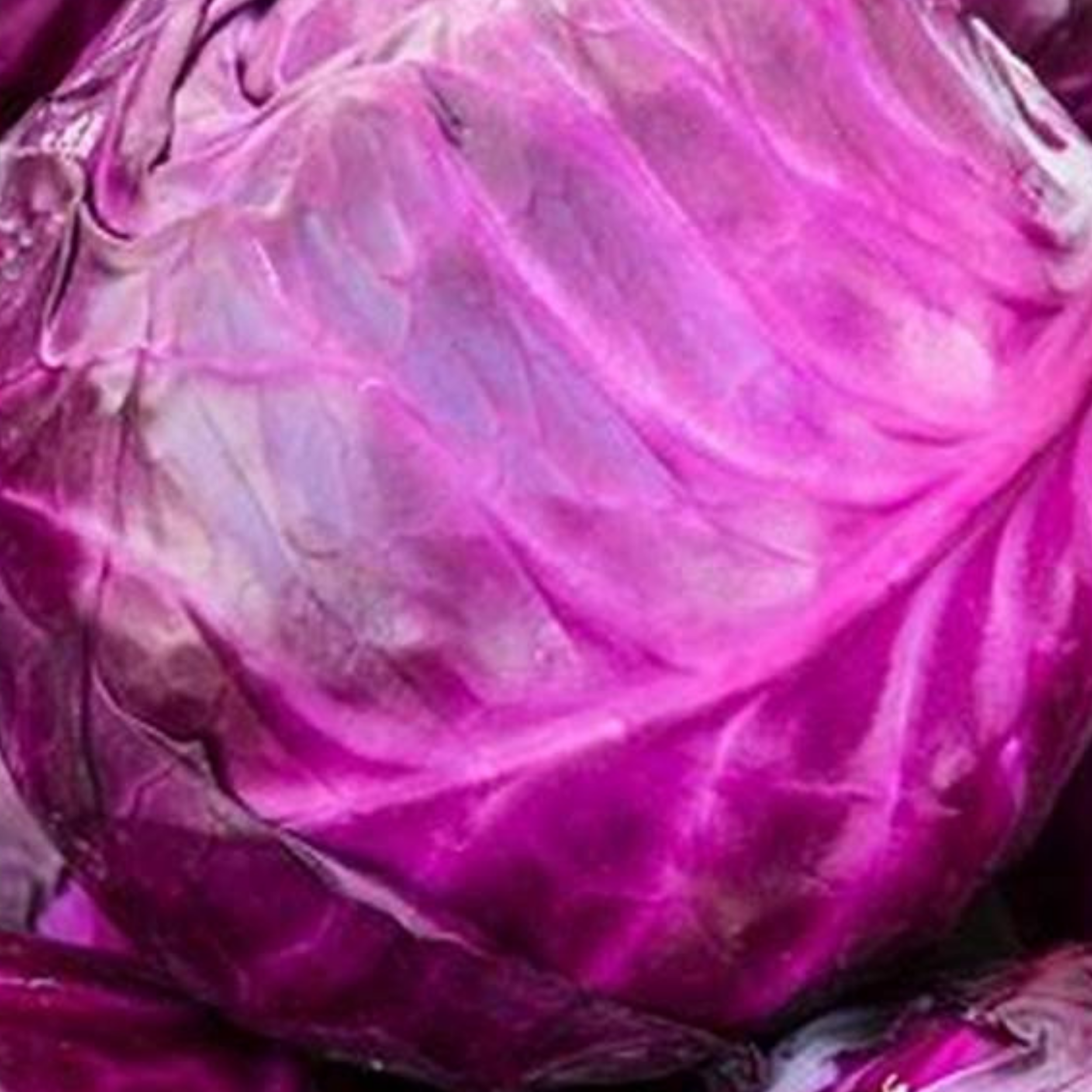 Cabbage Red Drumhead 500 Seeds