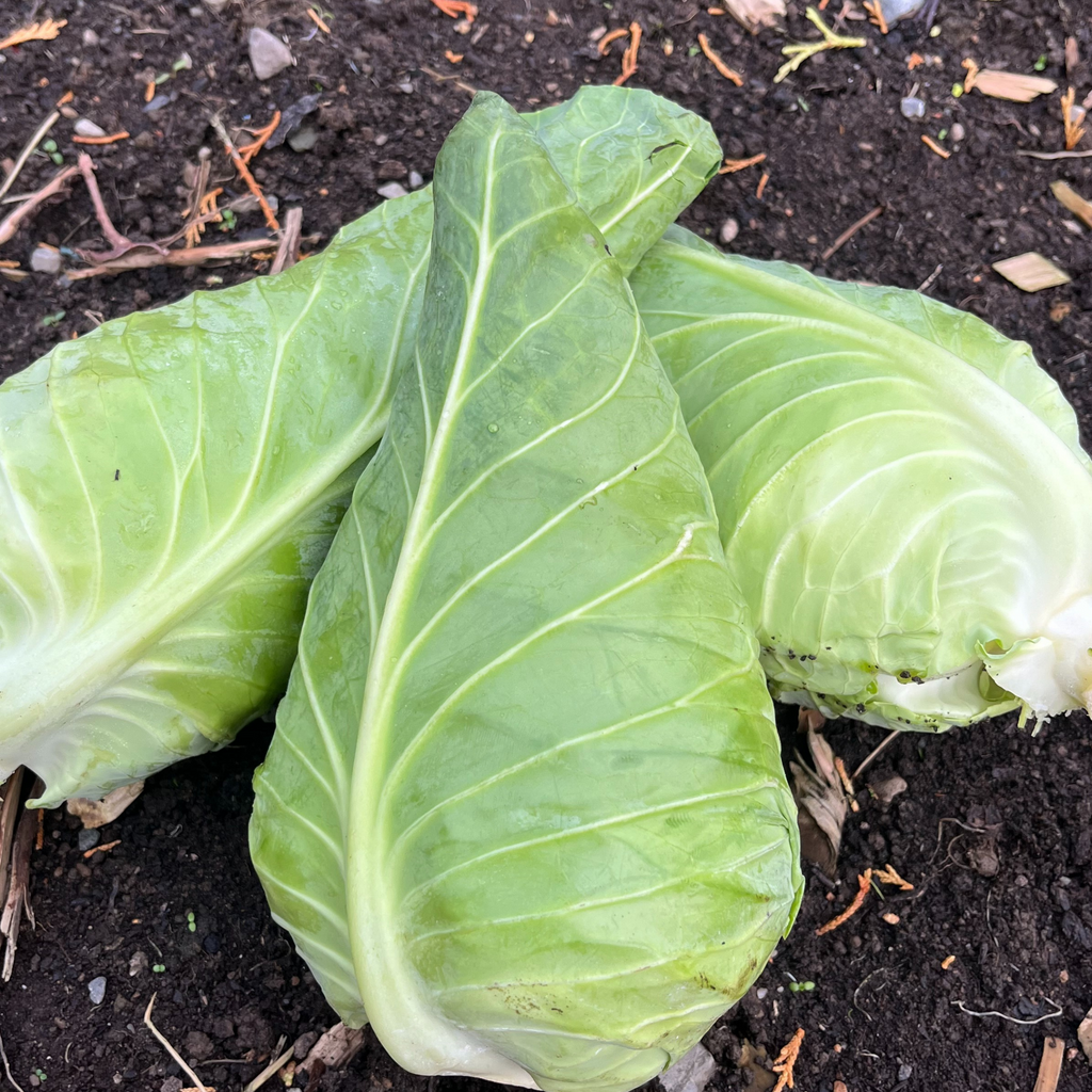 Cabbage Wheelers Imperial 500 Seeds