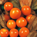 Cape Gooseberry Seeds Golden Berry Physalis - 150 Fresh Oriental Vegetable Seeds