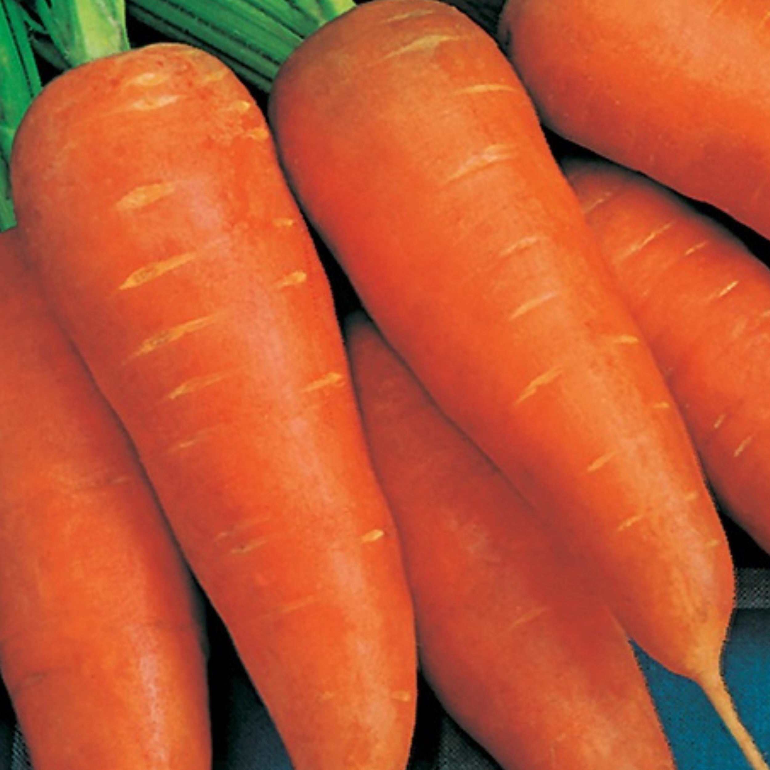 Carrot Chantenay Red Cored 1000 Seeds