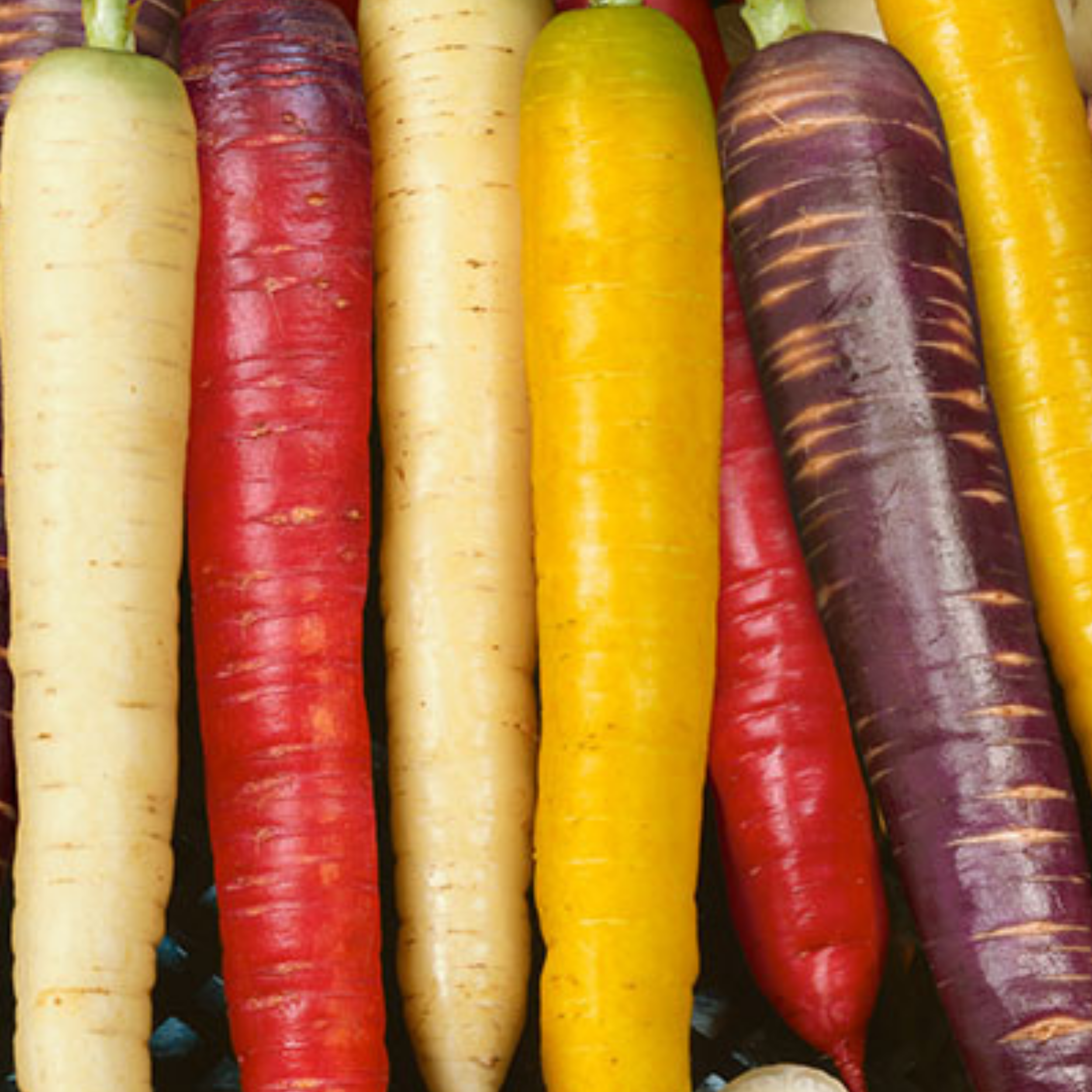 Mixed Carrot 250 Seeds - Rainbow, Red Samurai, Purple Haze
