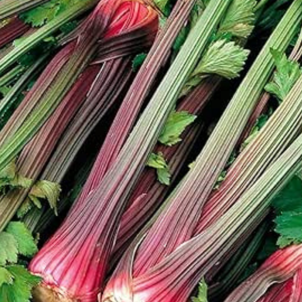 Celery Seeds Red Giant 200 Fresh Celery Seeds for Planting and Growing UK