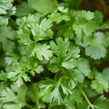 Coriander/Cilantro 250 Seeds