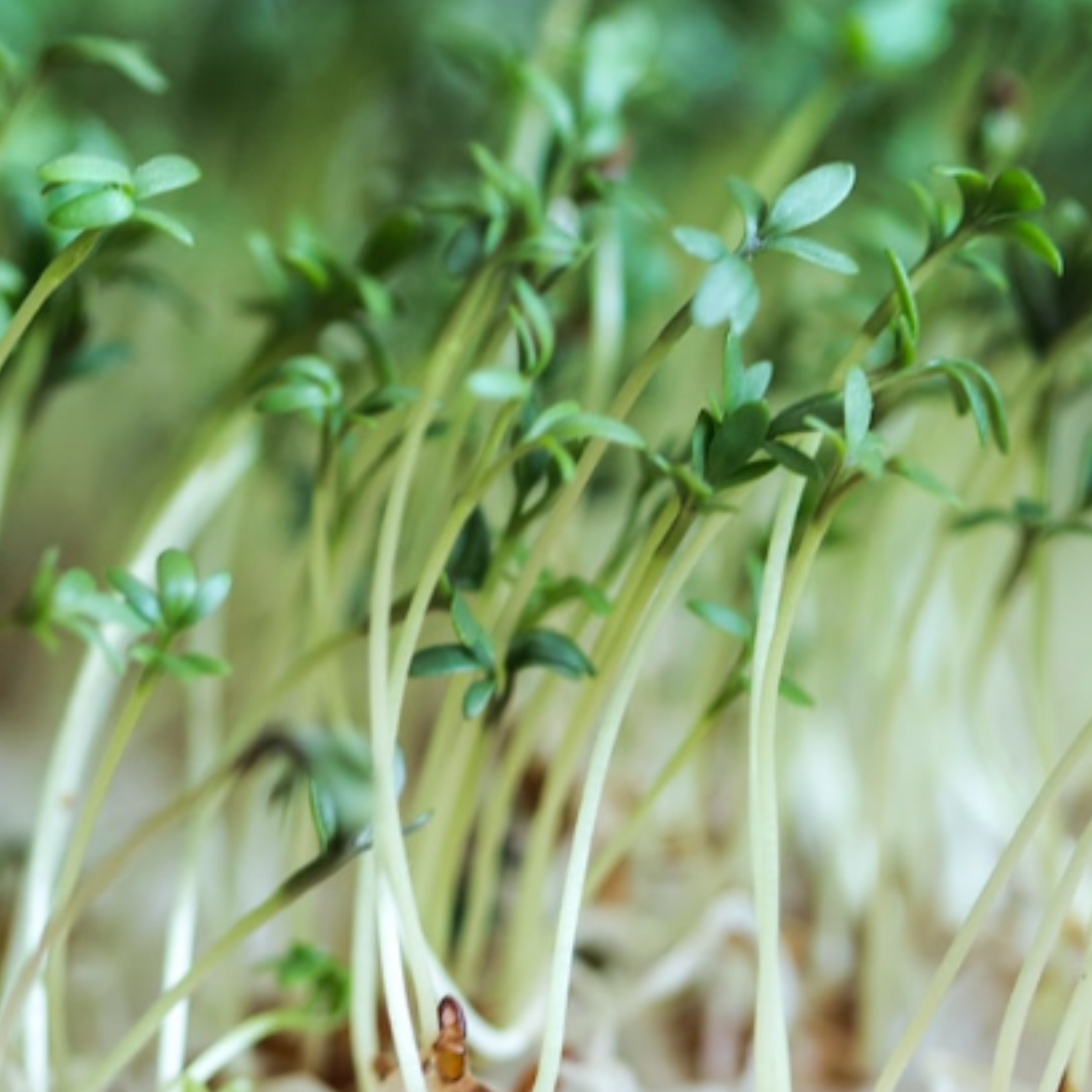 Cress Plain 2000 Seeds