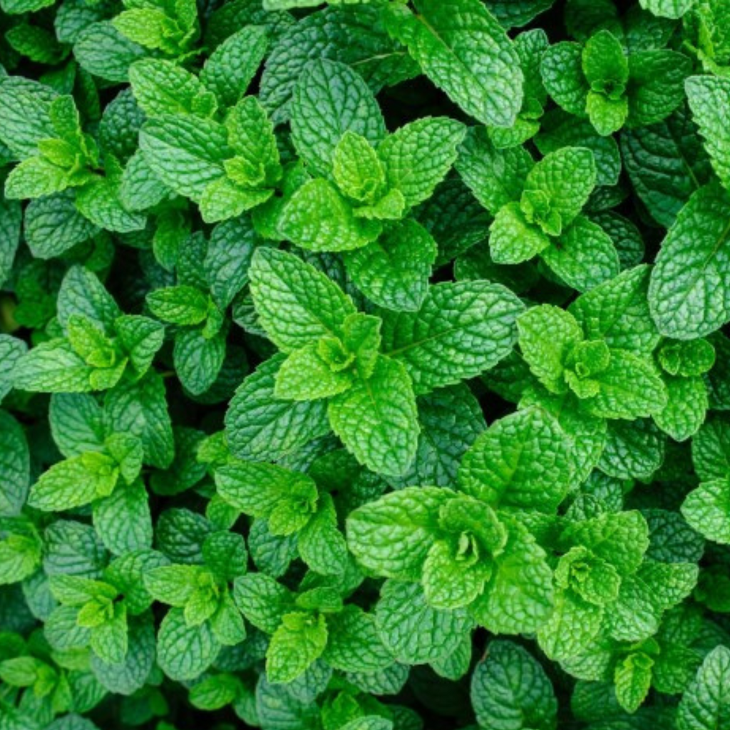 Applemint Seeds - 200 Fresh Herb Seeds