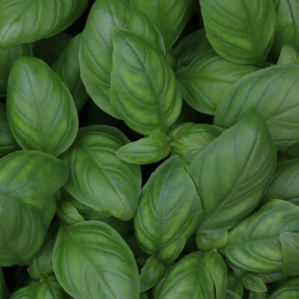 Basil British 100 Seeds