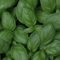 Basil British 100 Seeds