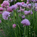 Chives 300 Seeds