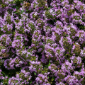 Creeping Thyme Seeds 450 Fresh Herb Seeds with Pink/Purple Flowers